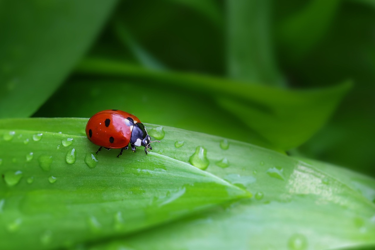 Ladybird